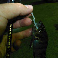 ガルプ！むしえさわーむっていうワームの巻